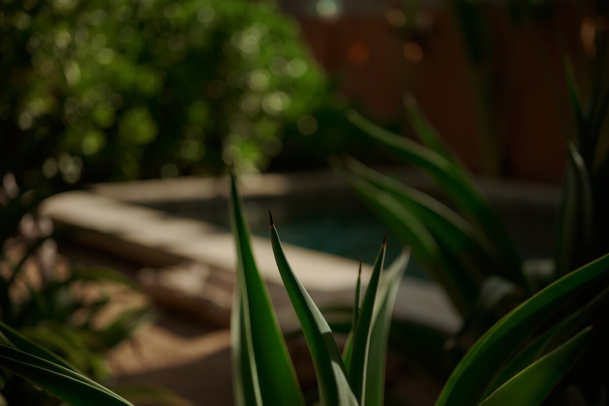 Dealing with Mosquitos and Bugs in Your Puerto Escondido Tropical Rental
