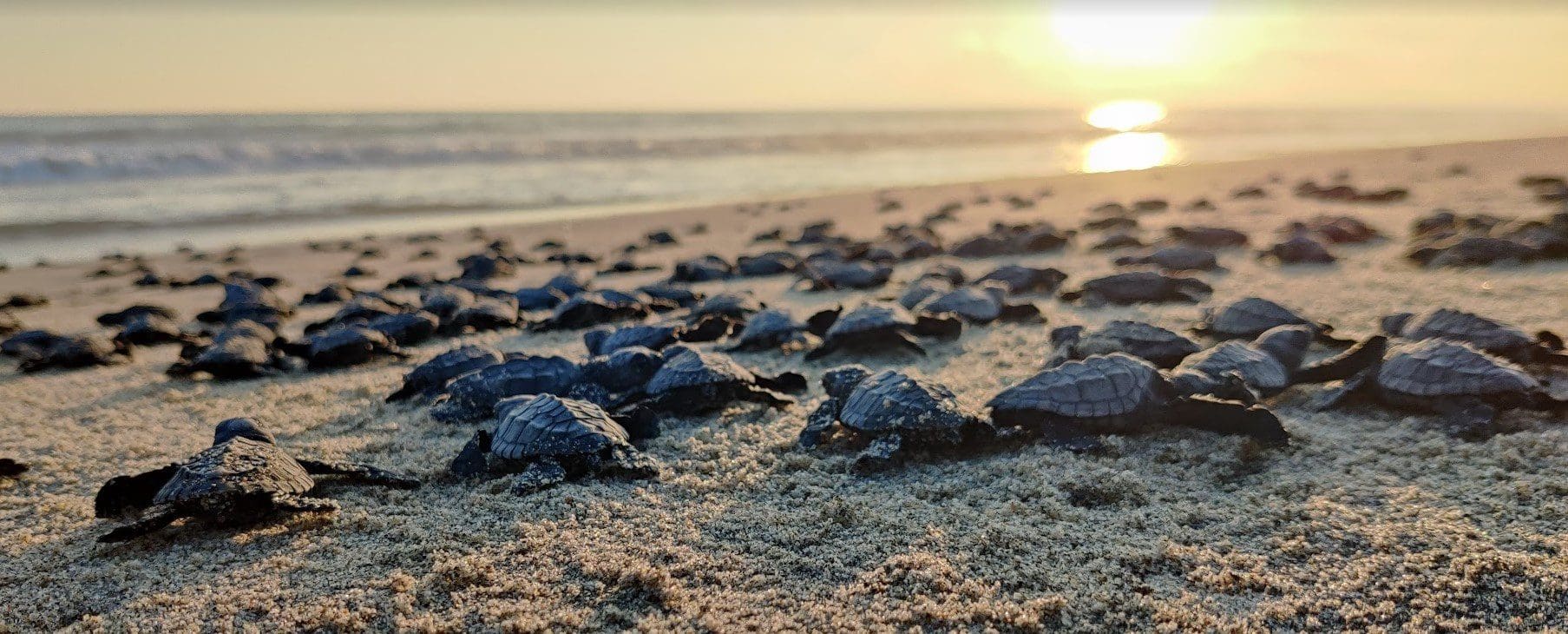 Releasing Baby Turtles in Bacocho: Where to Stay Nearby